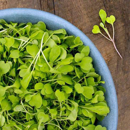 ARUGULA MICROGREEN