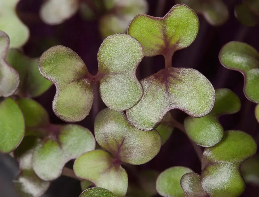 RED CABBAGE MICROGREEN