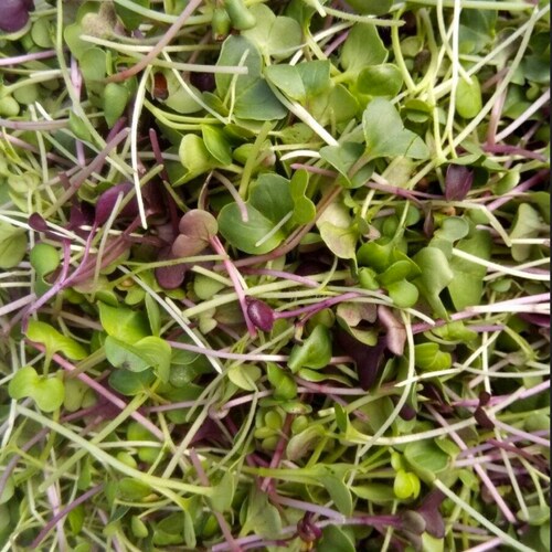 SALAD MIX MICROGREENS