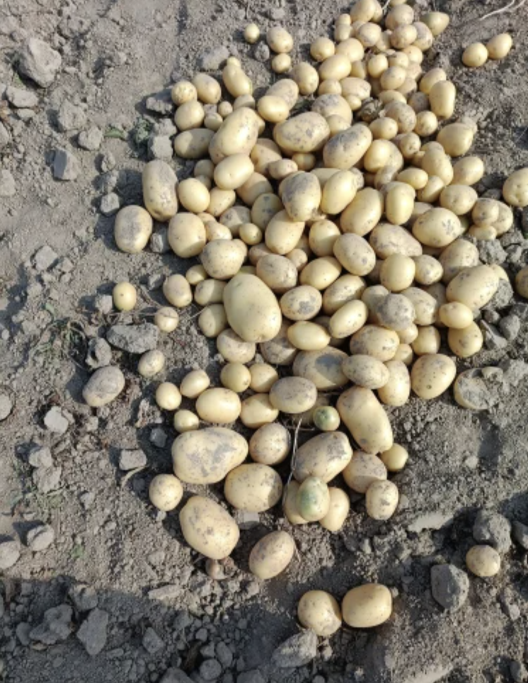 Brown A Grade Fresh Potato, Packaging Size: 50kg