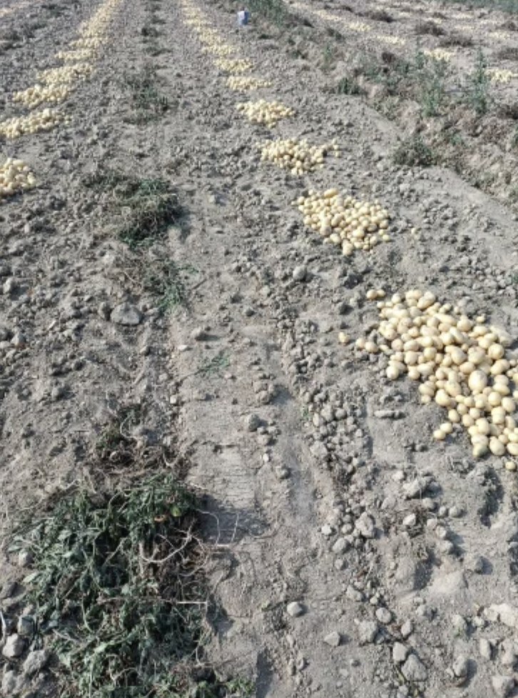 Brown A Grade Fresh Potato, Packaging Size: 50kg