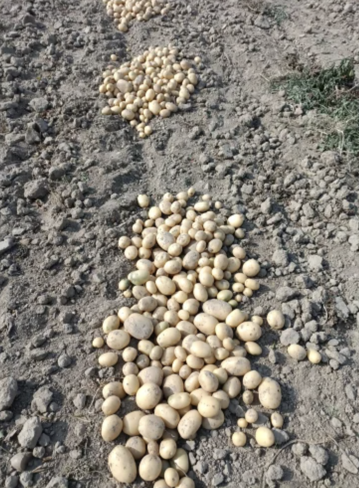 Brown A Grade Fresh Potato, Packaging Size: 50kg