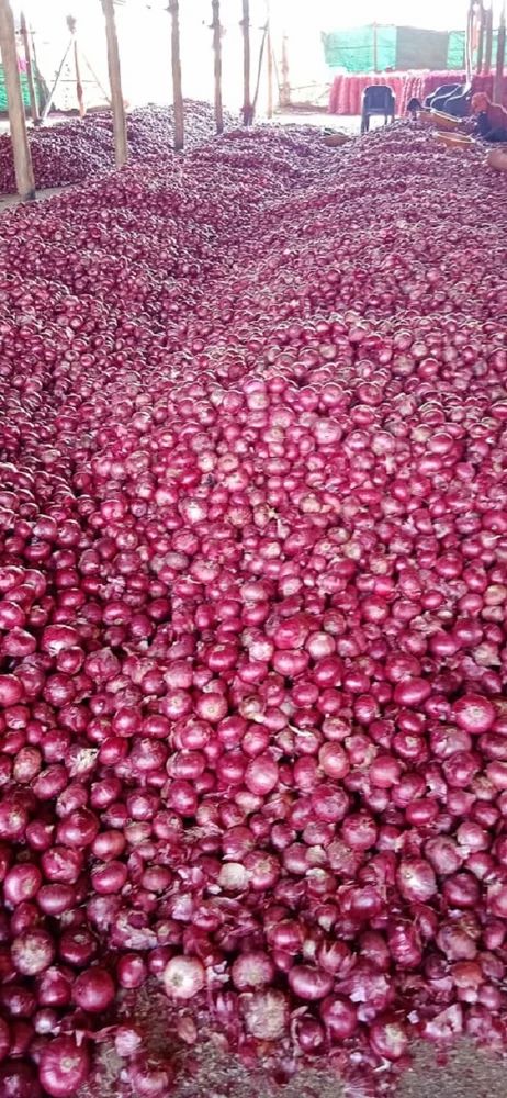 Spring Onion Dubai Quality Onions, A Grade, Onion Size: 50 mm- 50 Kg