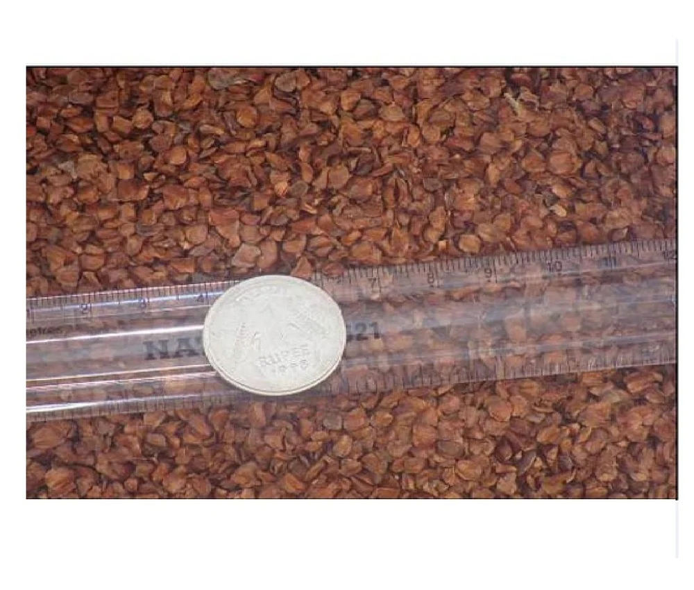 Dried Natural Cupressus Torulosa Seed, Packaging Size: 1 kg