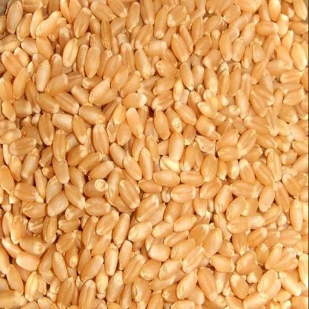 FVP Fresh Wheat Seeds, Packaging Type: Bag, Packaging Size: 20 Kg