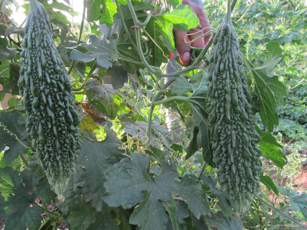 Bittergourd Green Long Seeds, Pack Size: 50 gm