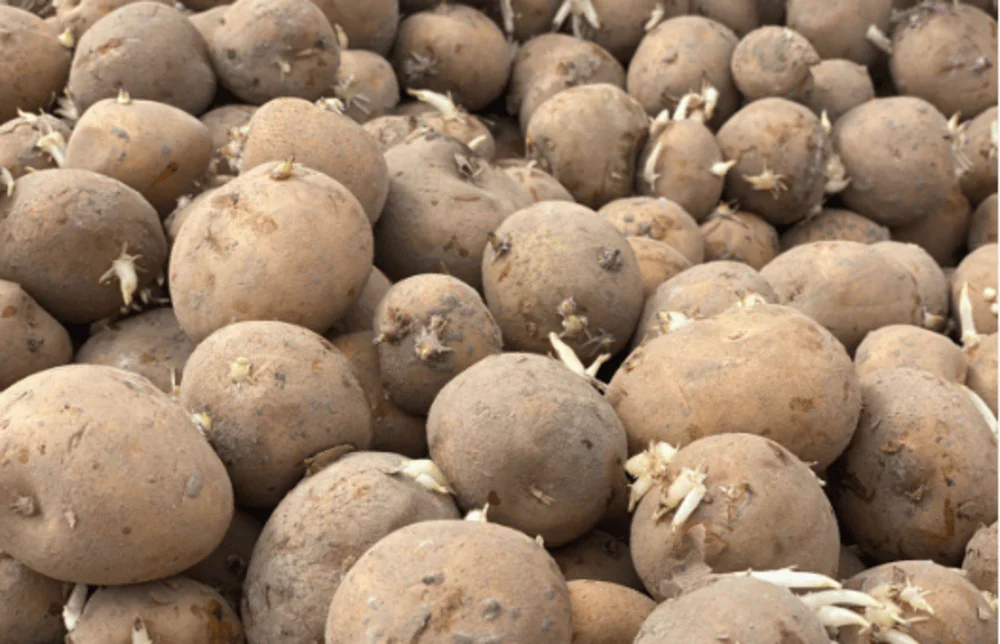 A Grade Cold Storage Potato seeds, Packaging Size: 40 Kg