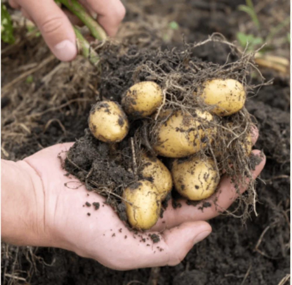 A Grade Cold Storage Potato seeds, Packaging Size: 40 Kg