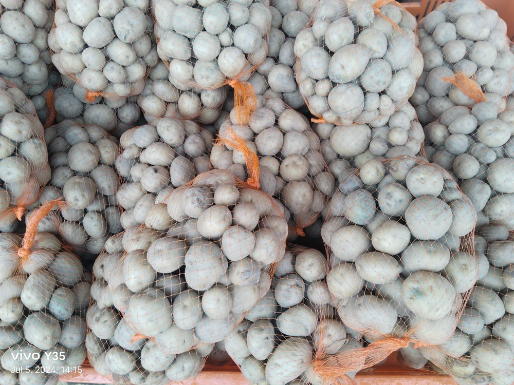 A Grade Cold Storage Potato seeds, Packaging Size: 40 Kg