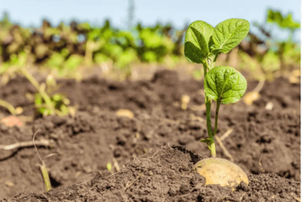 A Grade Cold Storage Potato seeds, Packaging Size: 40 Kg