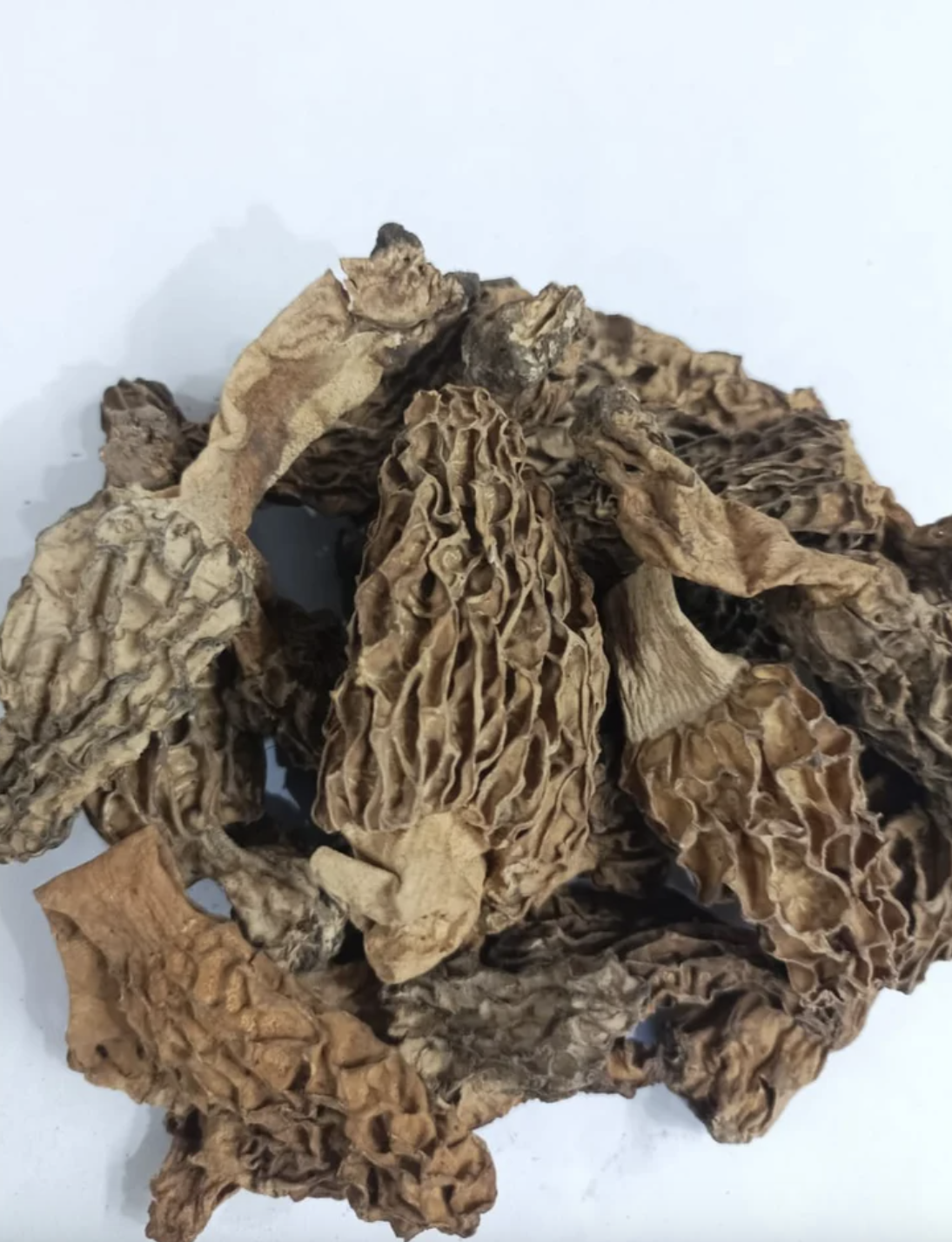 Uttrakhand,J&K Morchella Gucchi Mushroom, Packaging Type: Loose