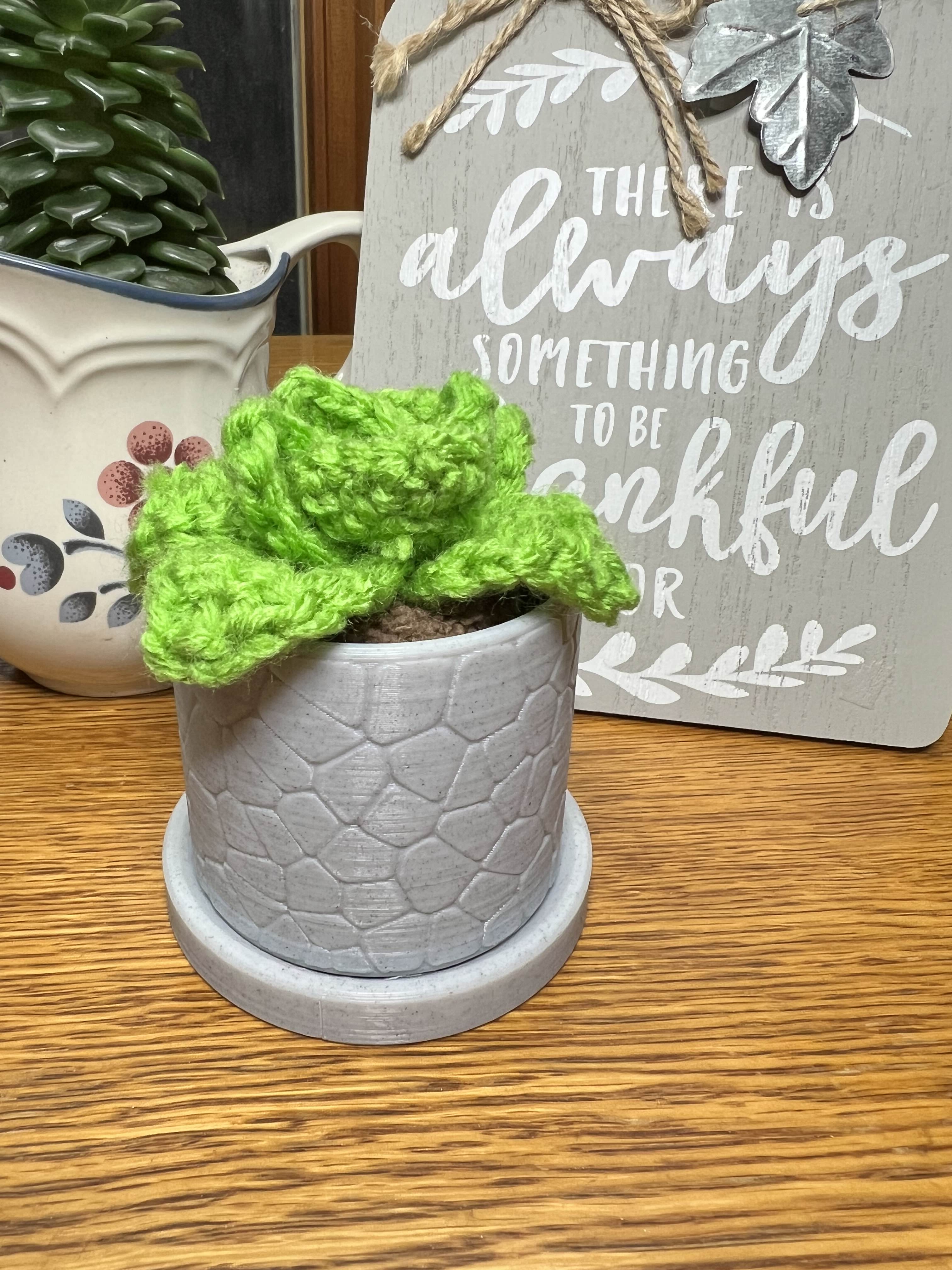 Happy Lil Succulent