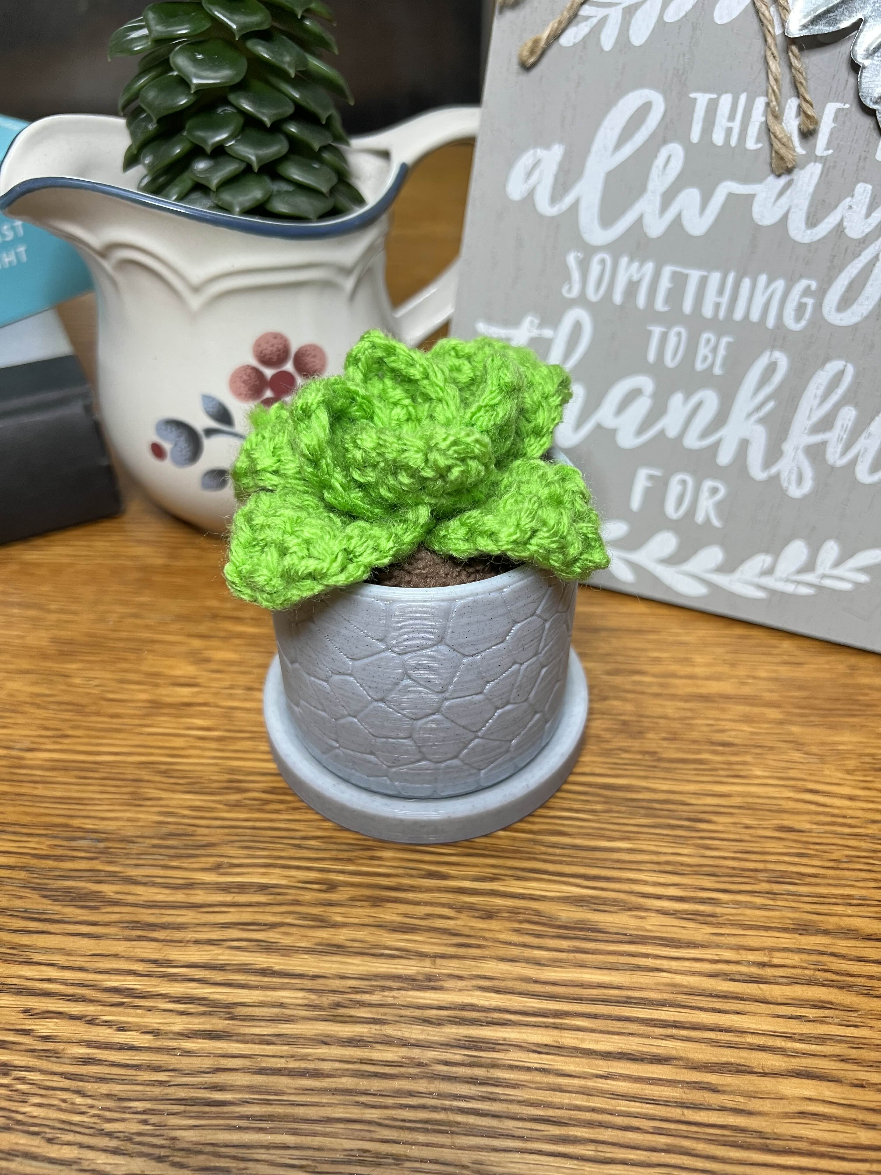 Happy Lil Succulent