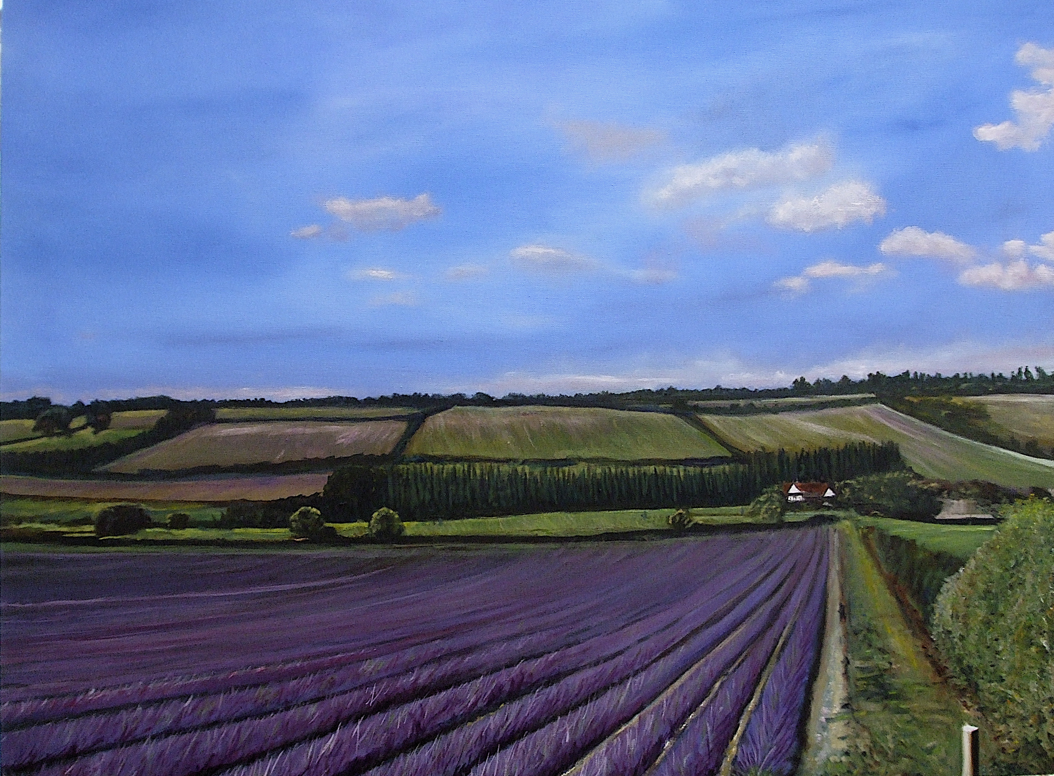 Lavender Fields Kent