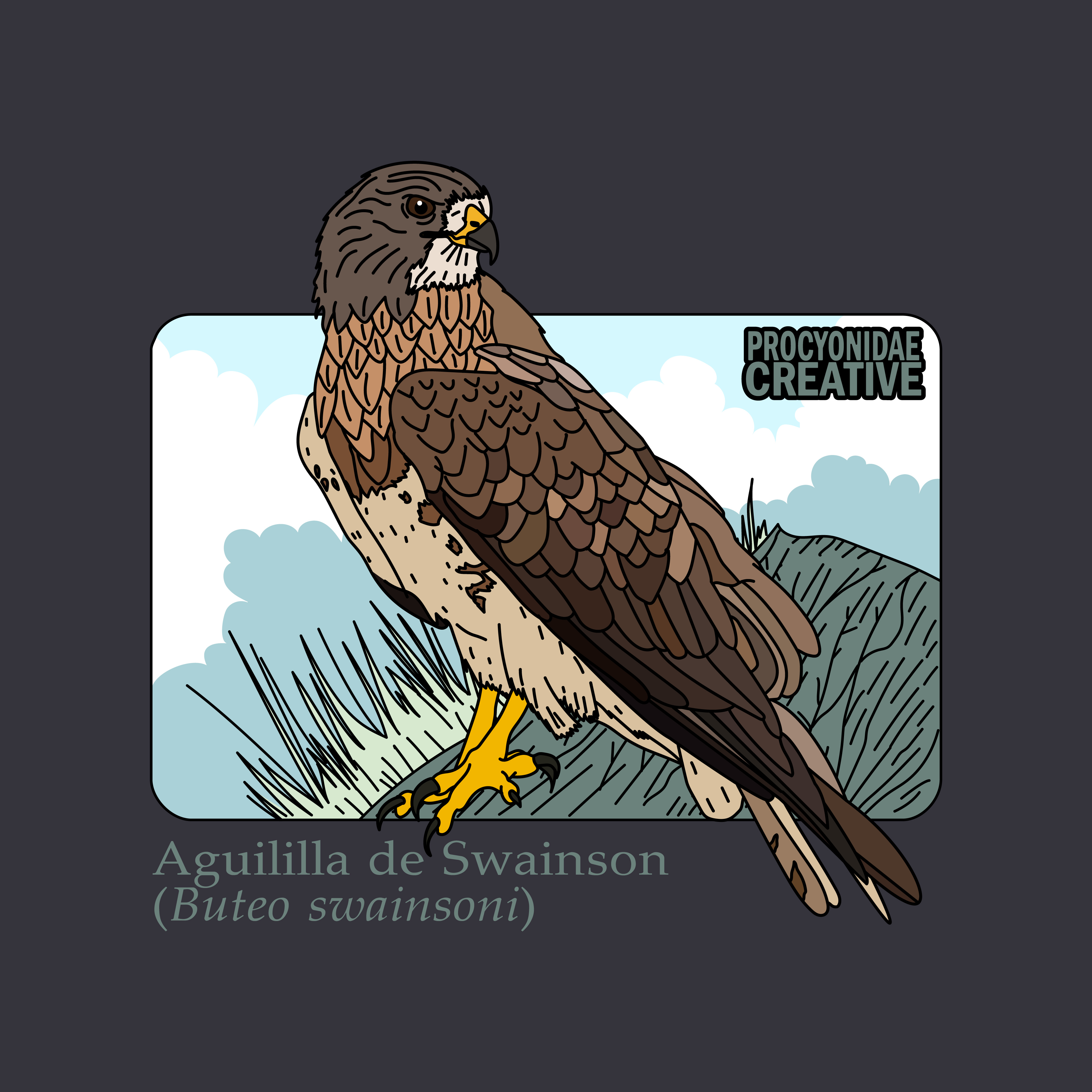 Aguililla de Swainson