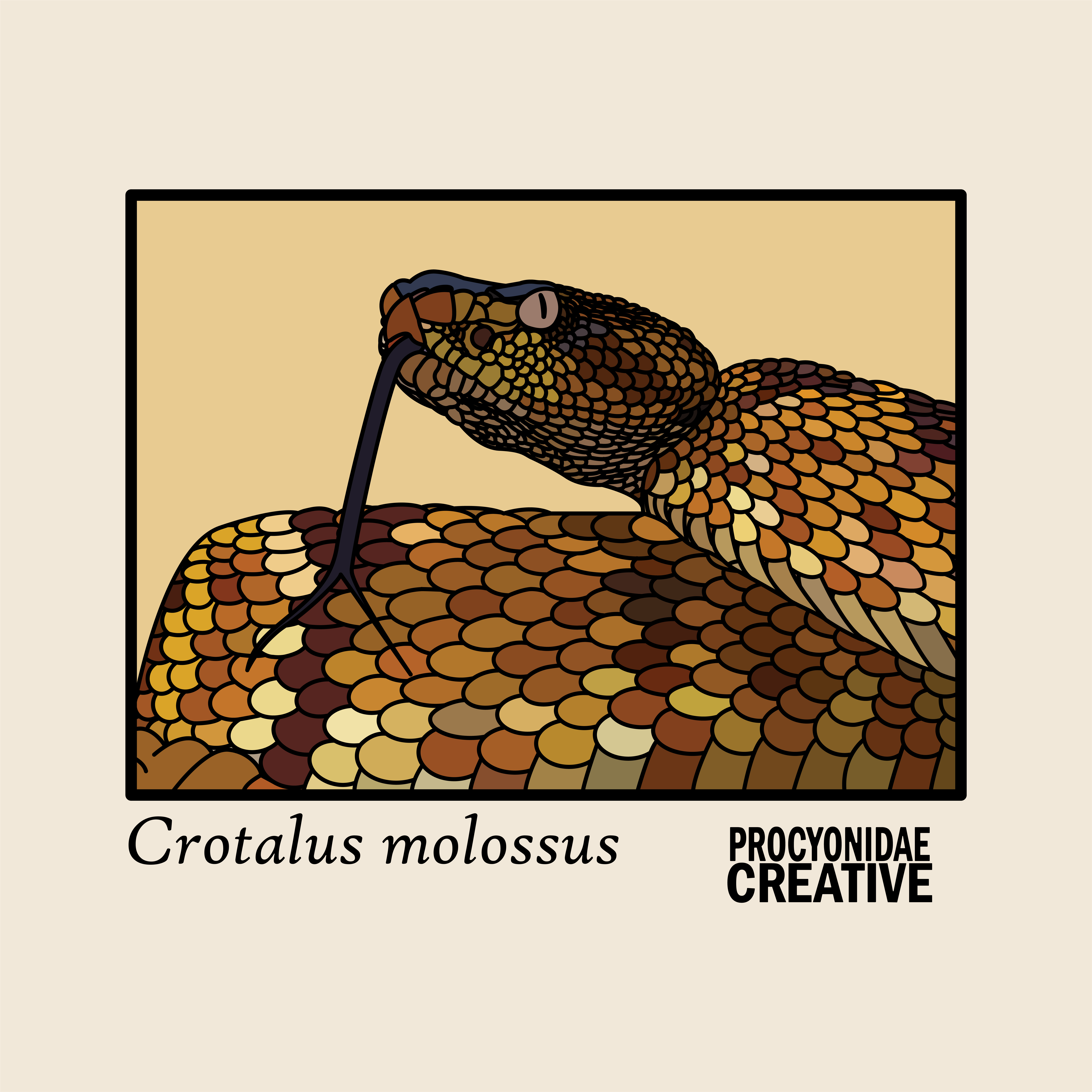 Crotalus molossus