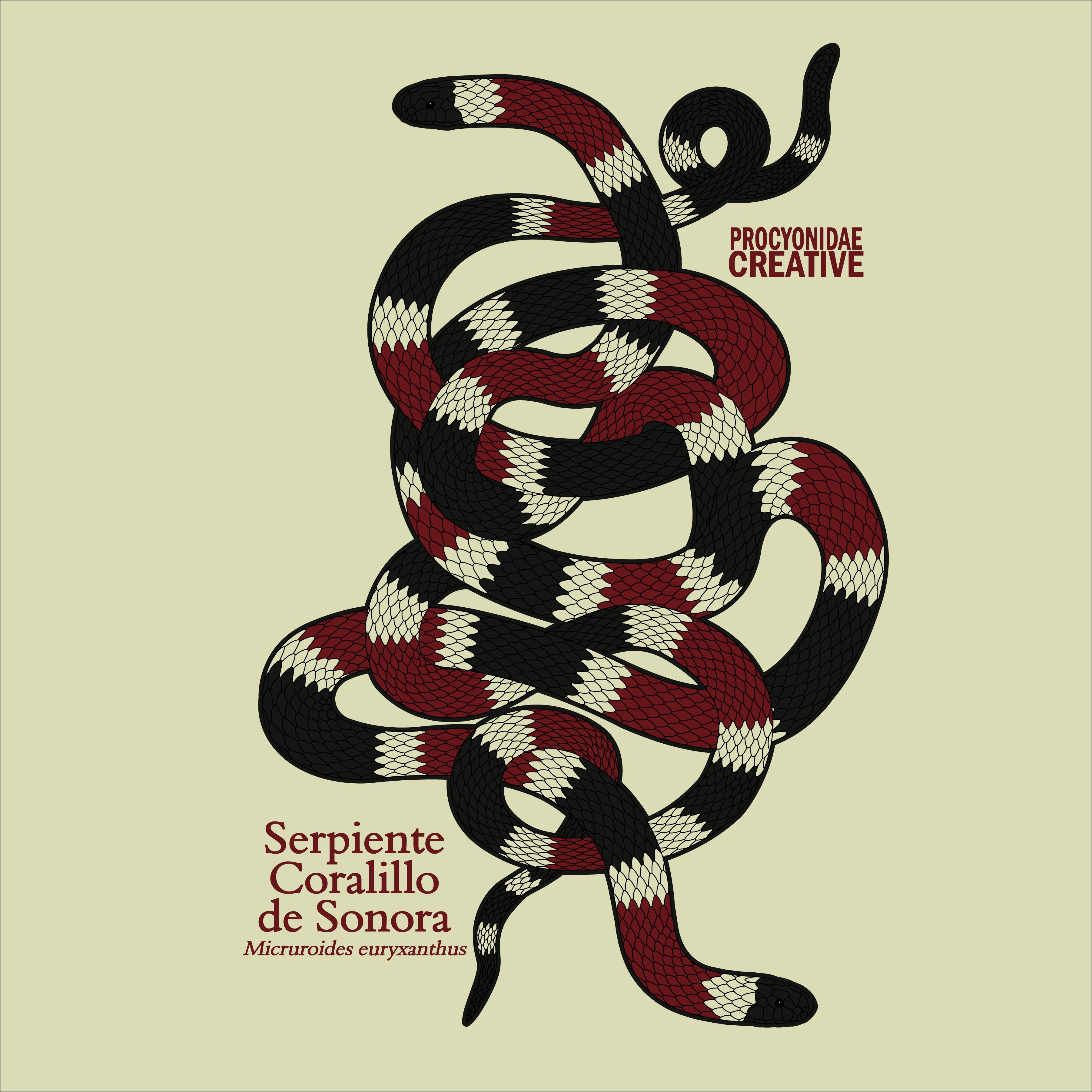 Serpiente Coralillo de Sonora