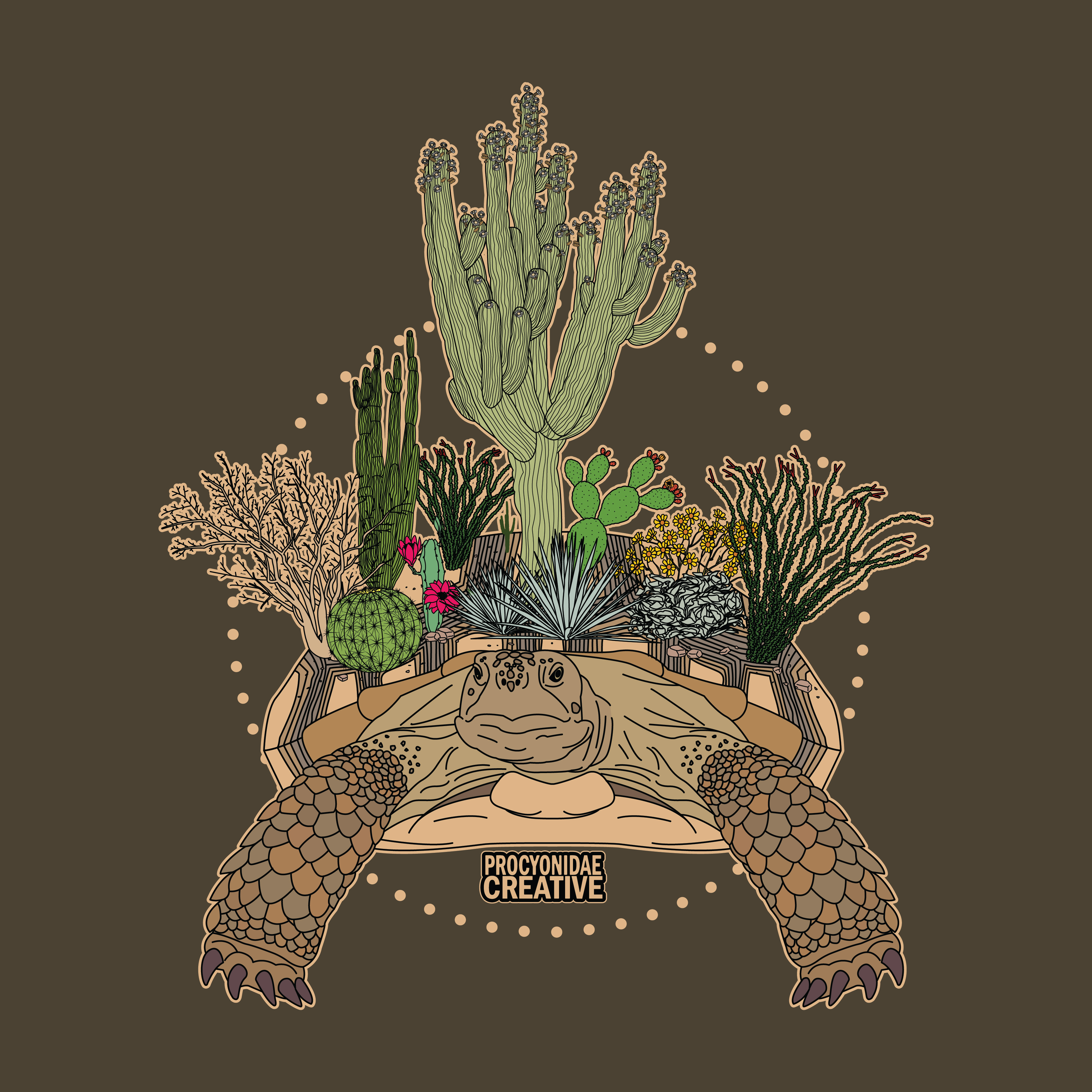 Tortuga del Desierto