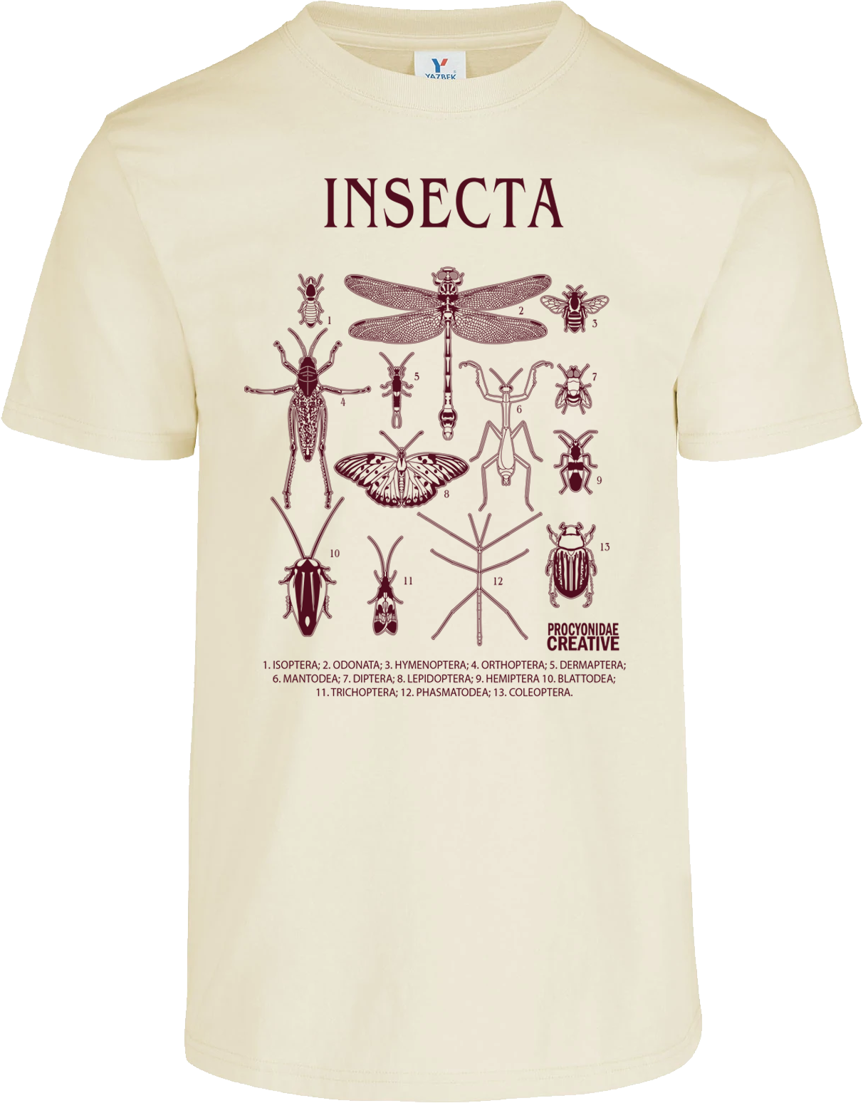 Insecta
