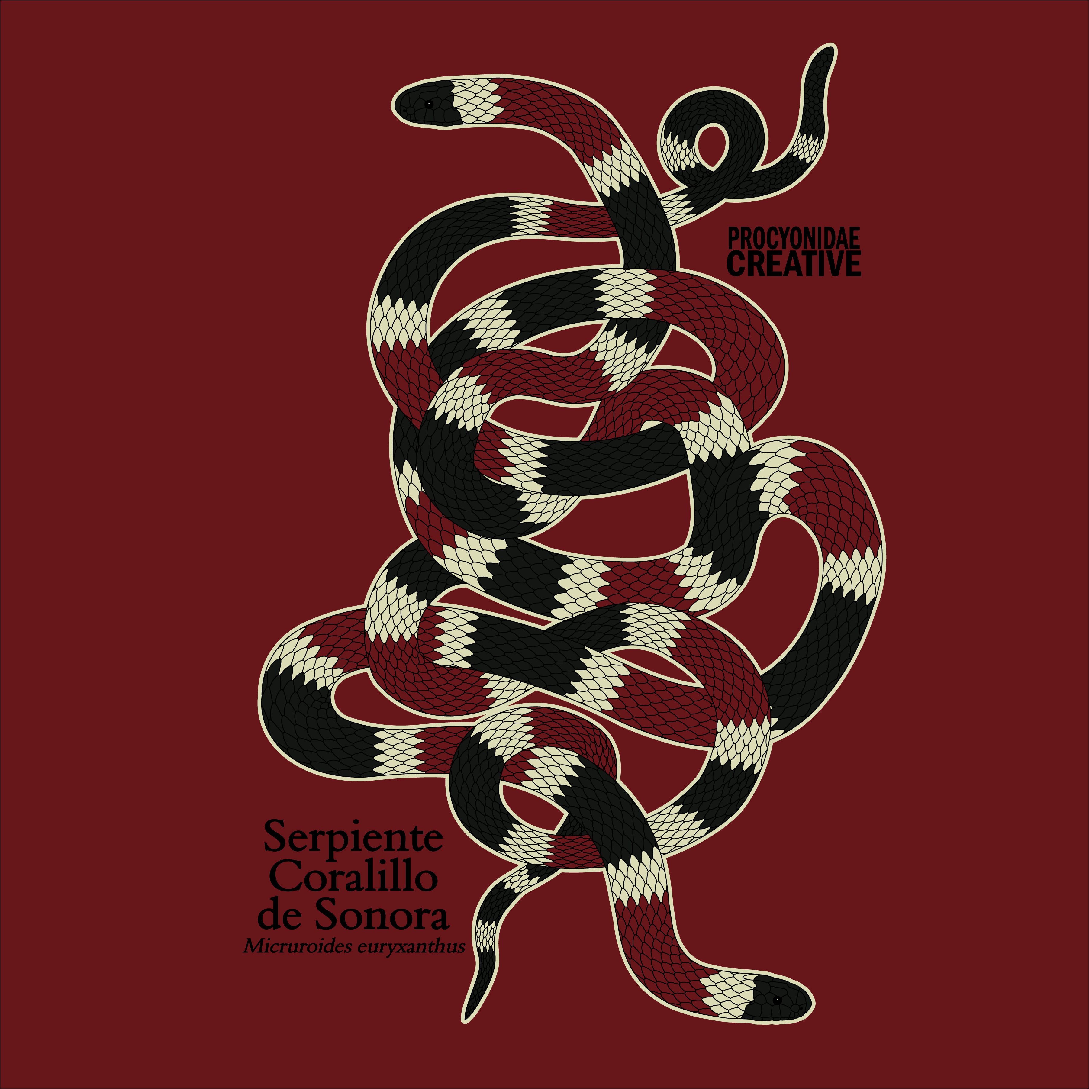 Serpiente Coralillo de Sonora