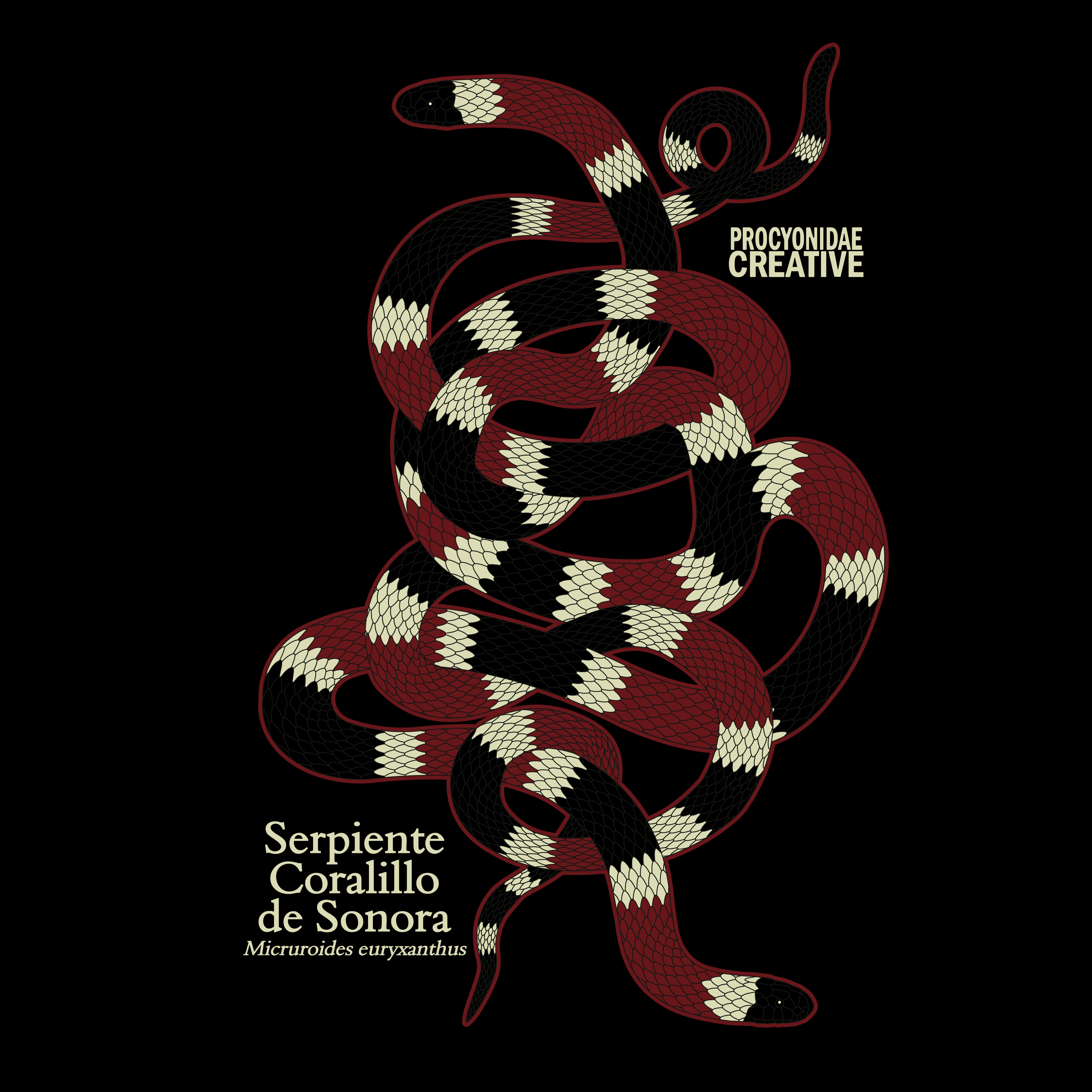 Serpiente Coralillo de Sonora