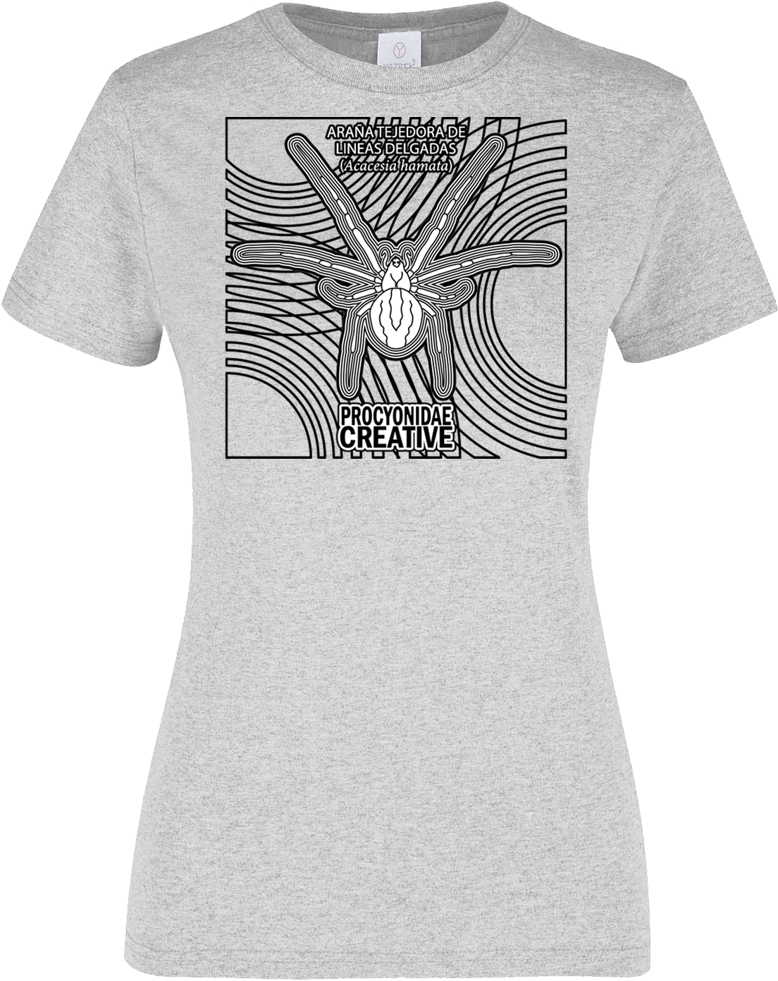 Araña Tejedora de Lineas Delgadas