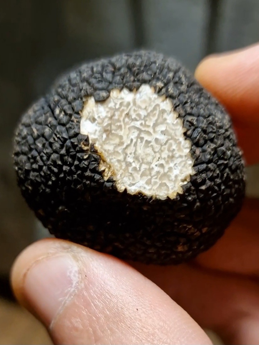 Truffe d'été fraîches (tuber aestivum)