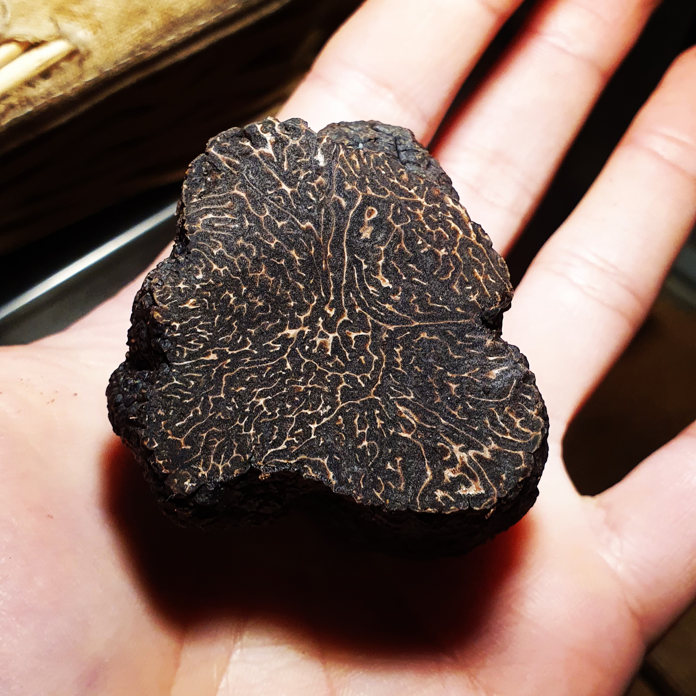 Truffe d'hiver fraîches (tuber melanosporum)