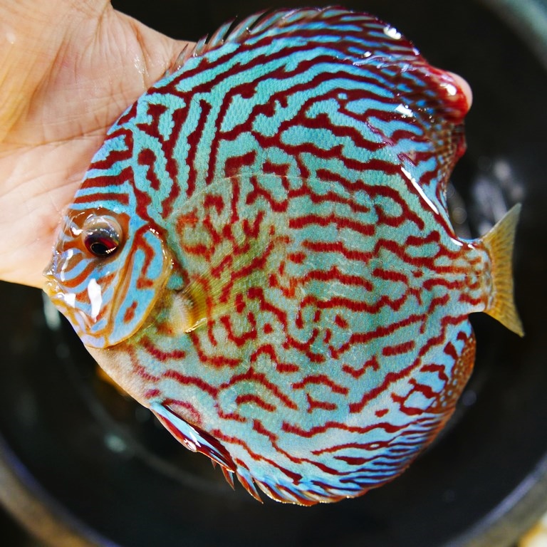 Red Turquoise Discus (9cm)