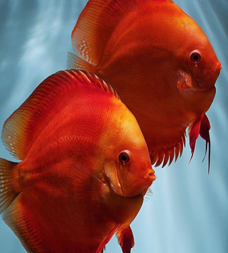 Solid Red Discus (5cm)