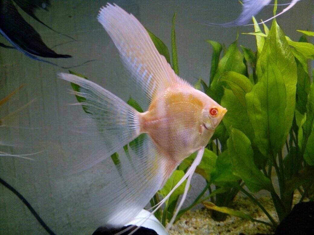Albino Angelfish Breeding Size