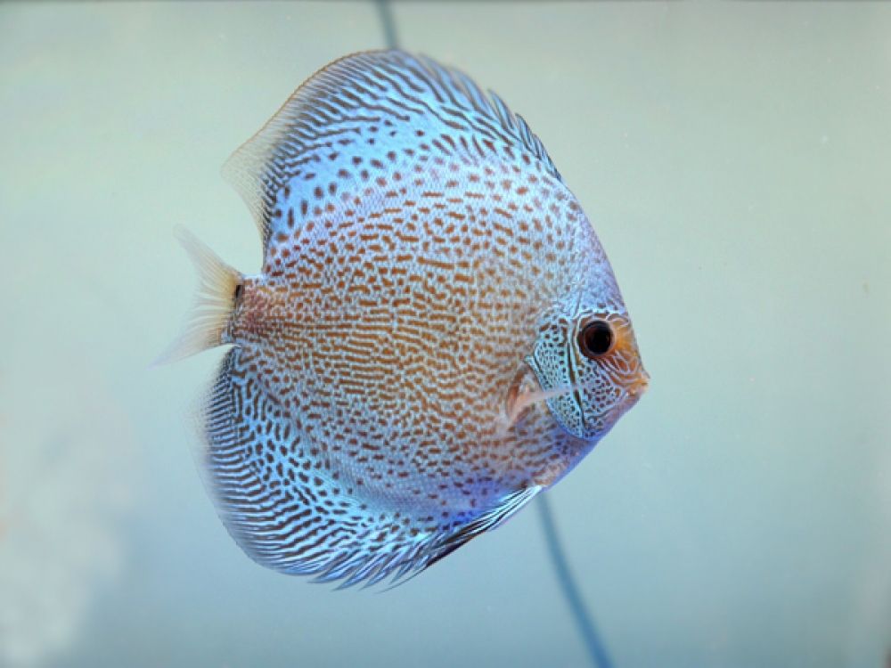 Scorpion Discus (5cm)