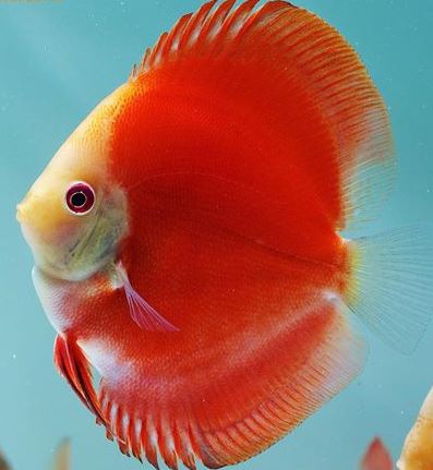White Face Red Melon Discus (5cm)