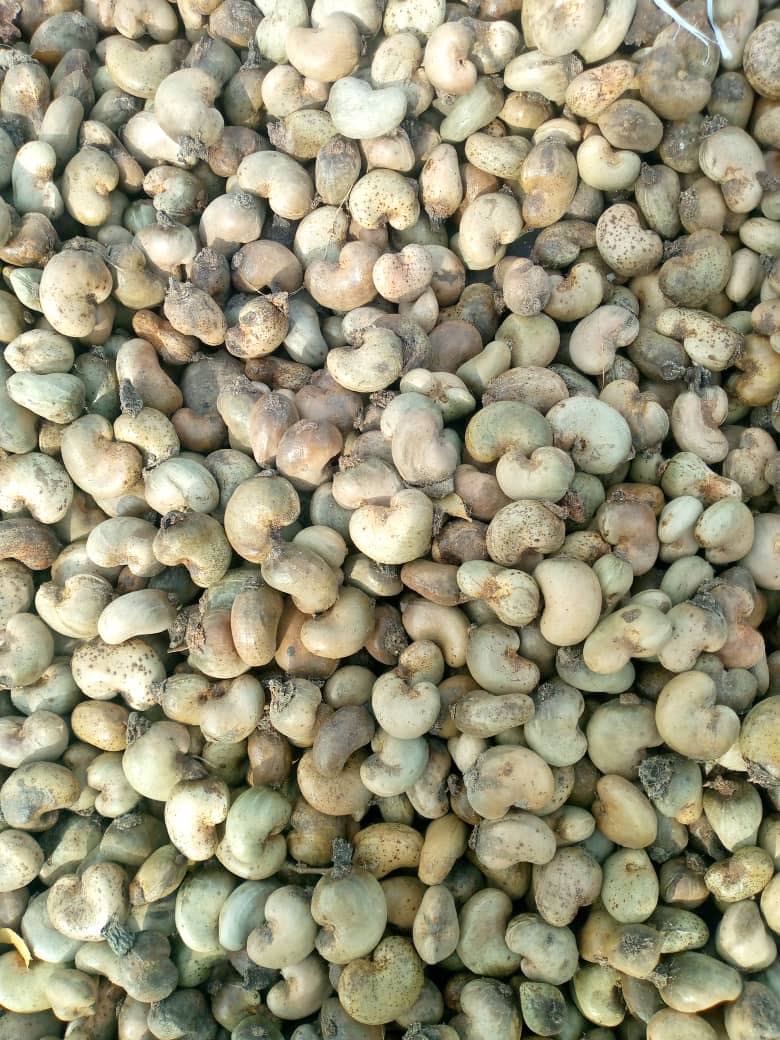 Premium Raw Cashew Nuts