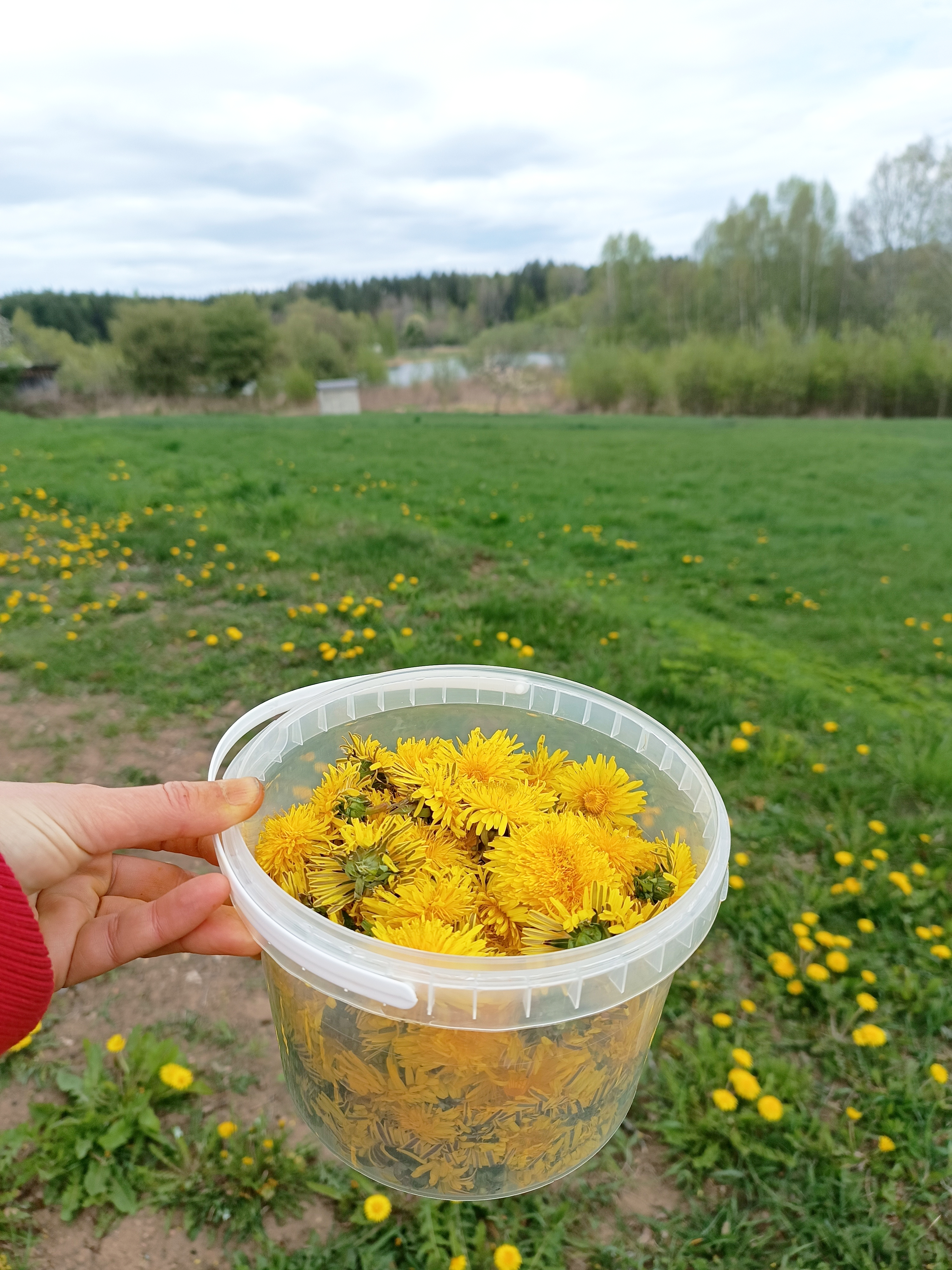 Kiaulpienių 🌼 žiedų kūno losjonas "PIENIŲ GIESMĖS" || Su kiaulpienių žiedų ir morkų sėklų aliejumi