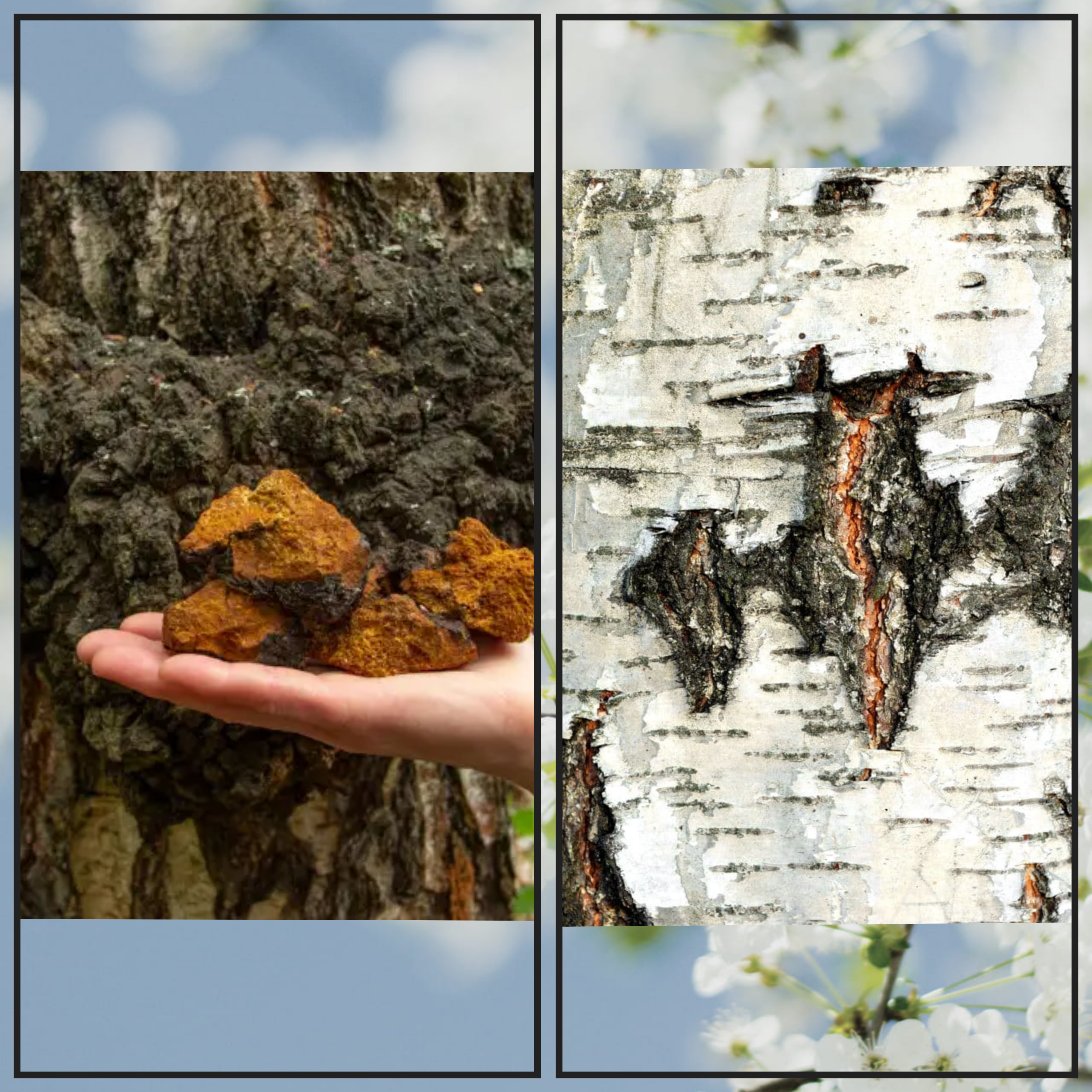 Veido kremas 🍄 "BERŽAS & ČAGA" || Su Čaga grybo, beržo, agurkų ekstraktais || Brandžiai odai