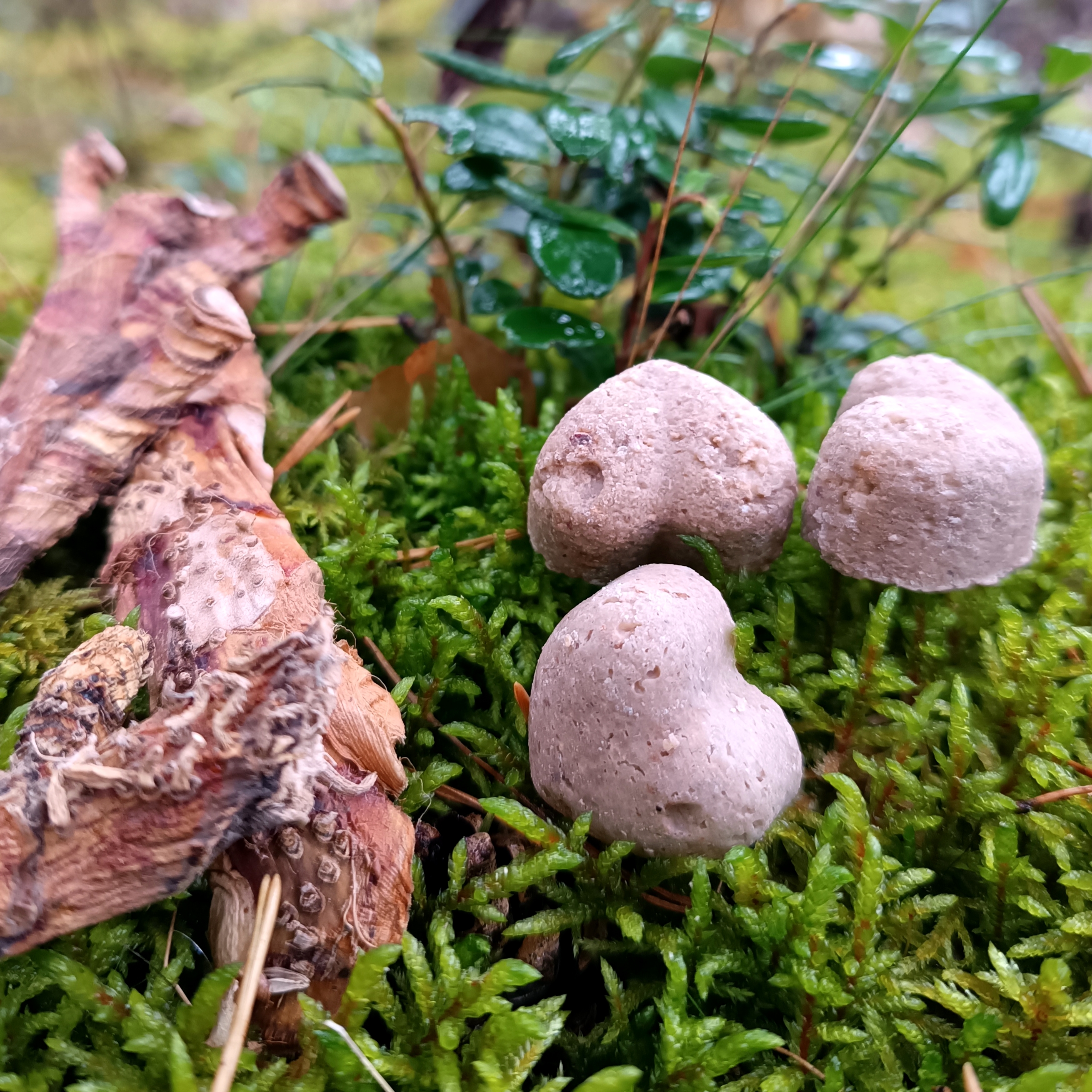AJERŲ šampūnas || Su lietuviškų ajerų nuoviru, ir ajerų milteliais || Plaukų stiprinimui, nuo pleiskanų || Visiems plaukų tipams