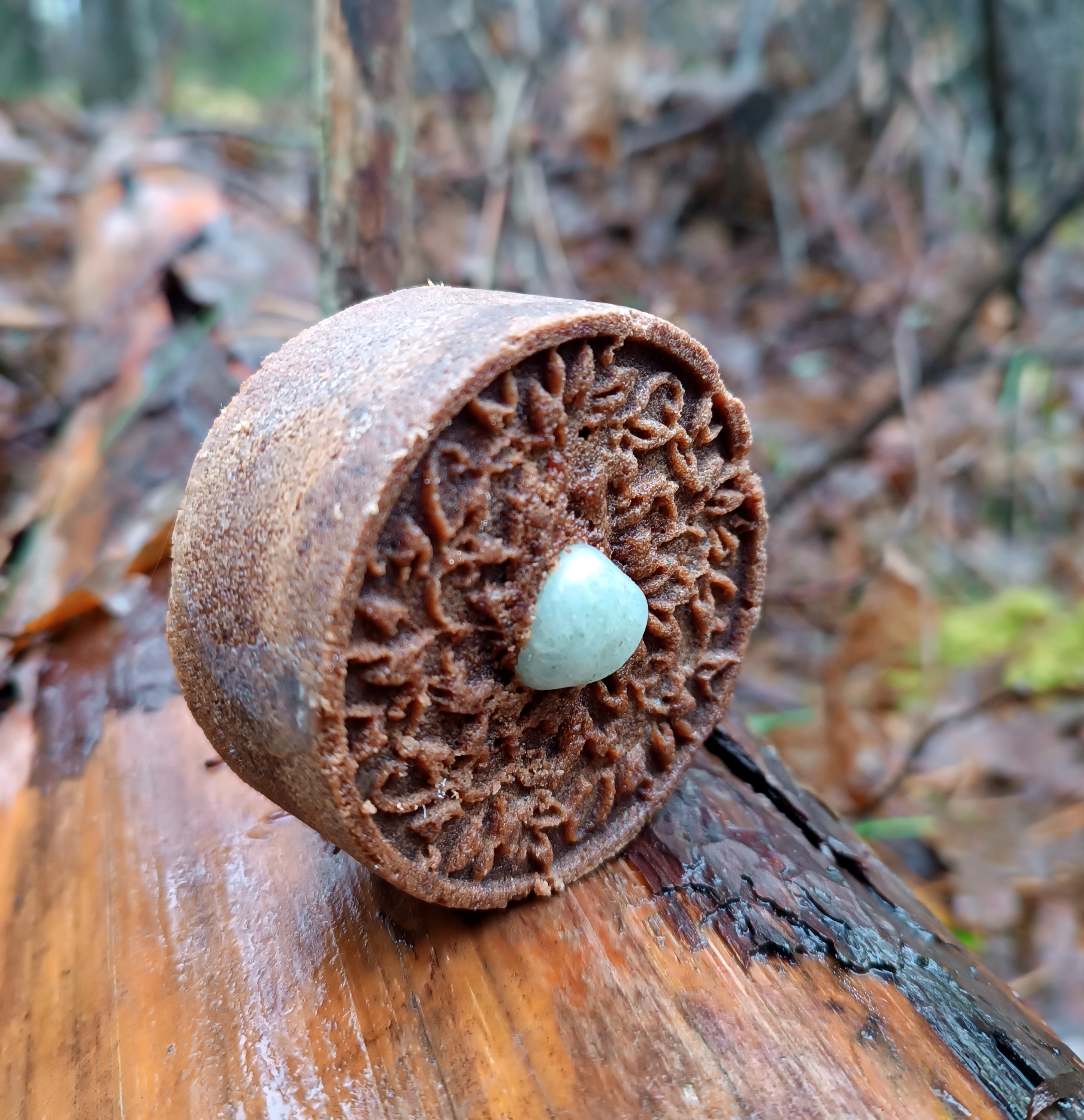 Muilas "CHOCCO" || Šokoladinis || Su kakava