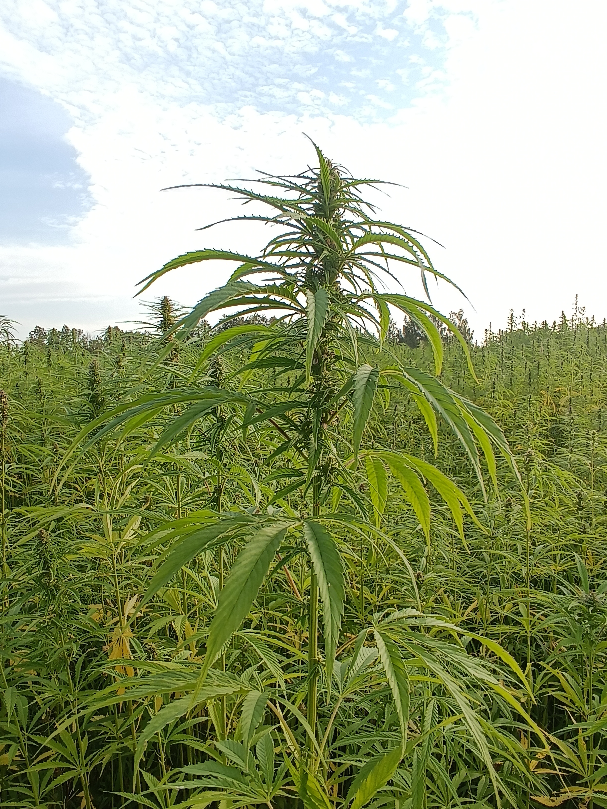 Lūpų sviestukas 🌿"Kanapinis" su lietuviškų pluoštinių kanapių nerafinuotu aliejumi, lanolinu || Bekvapis