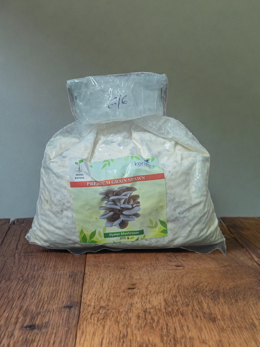 Oyster Mushroom Spawn