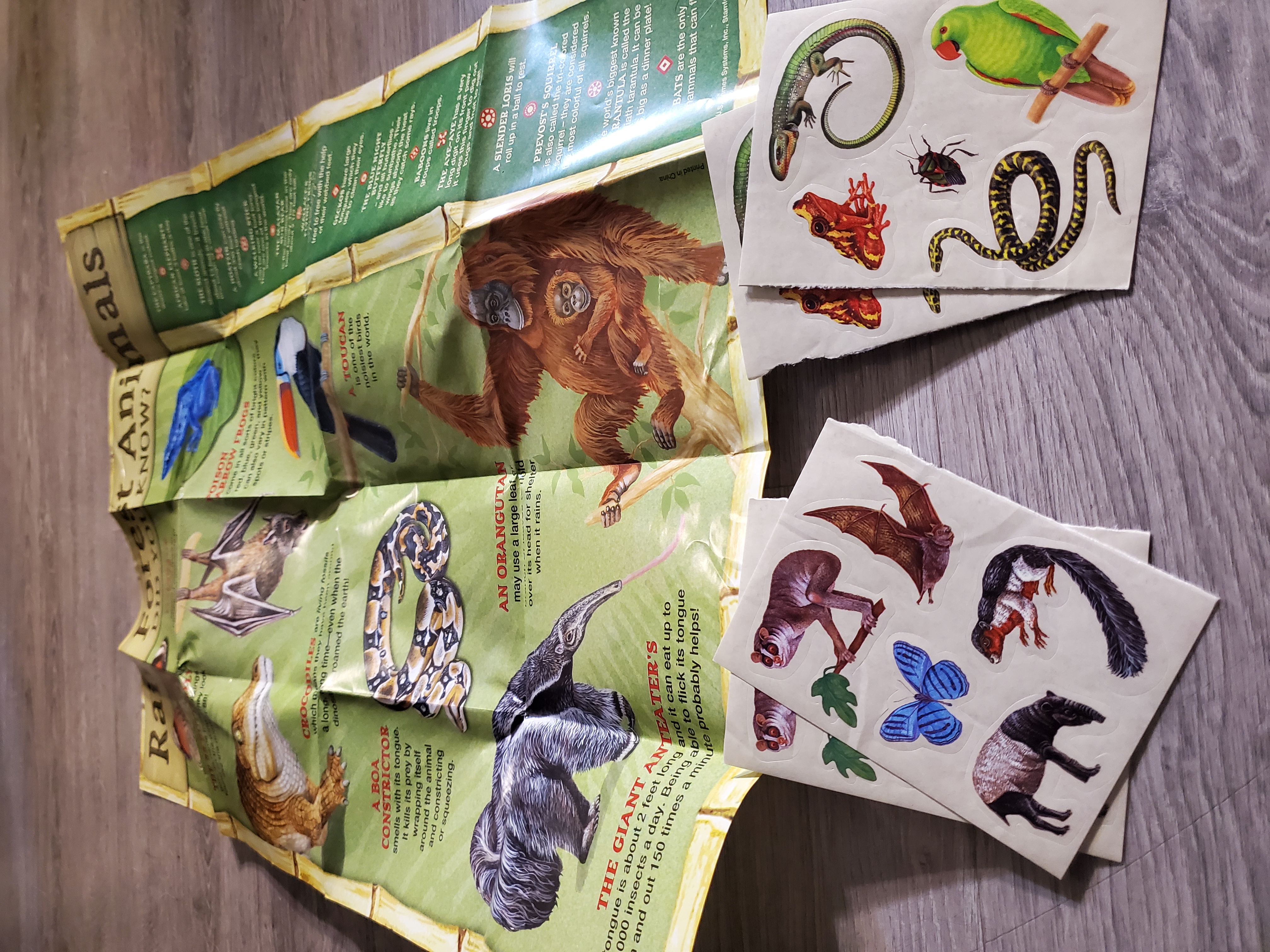 Rain Forest Card Games