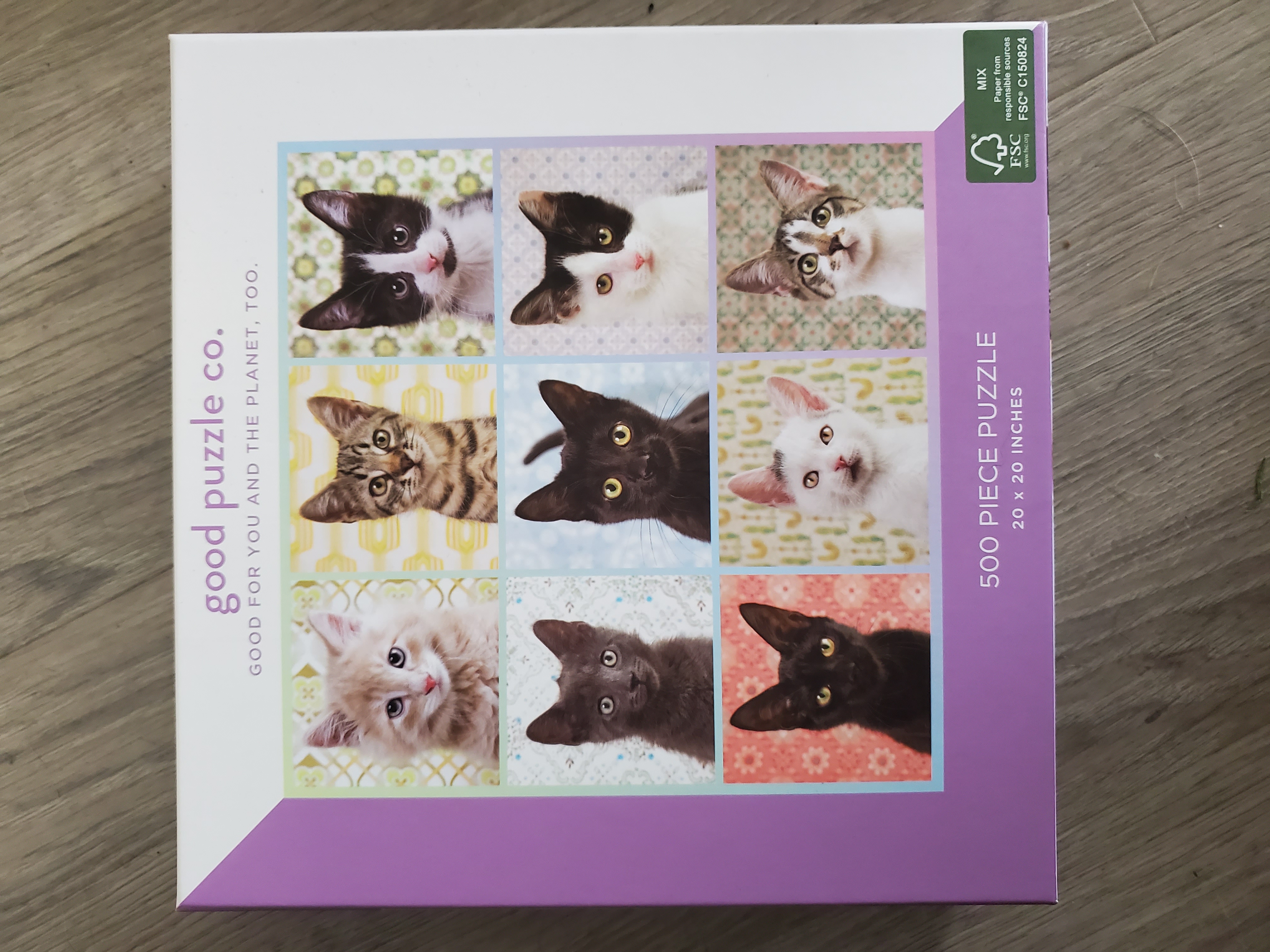 Cat Portraits