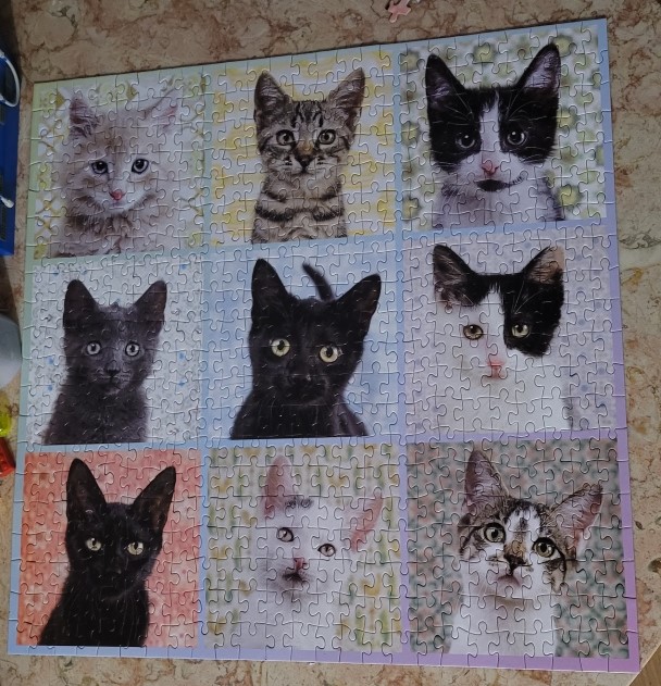 Cat Portraits