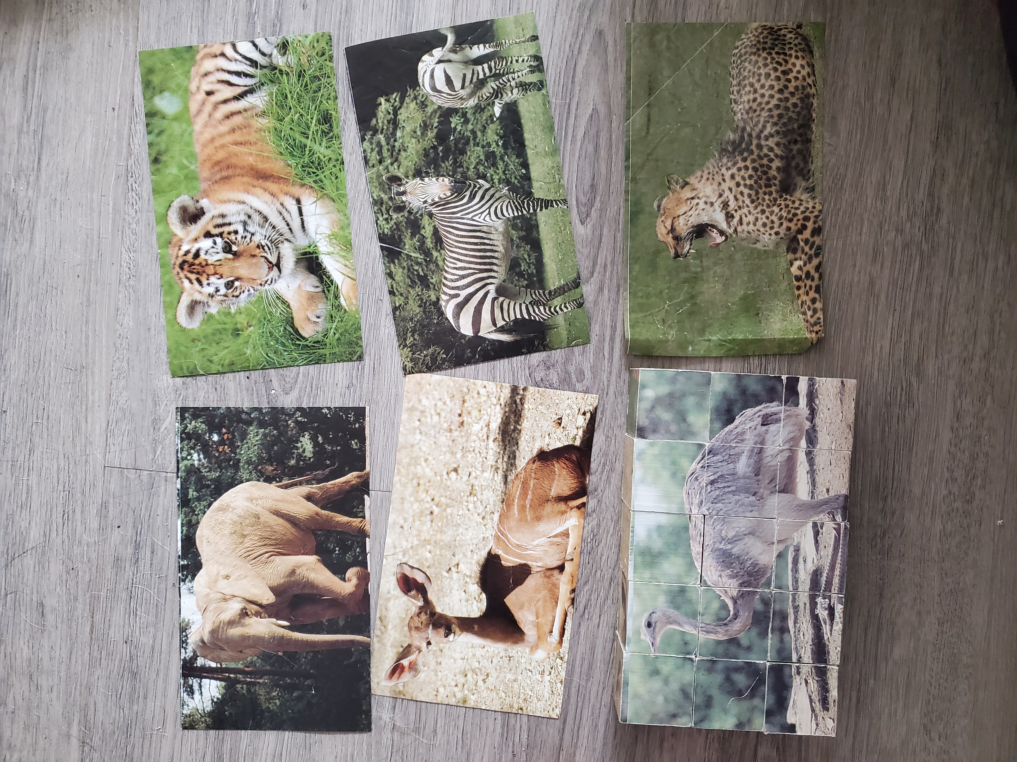 Picture Dice