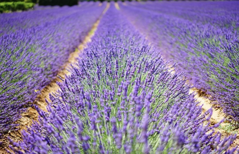 Préparez le DELF, enfant 1 heure