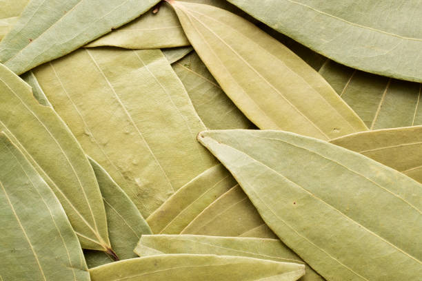 Bay Leaf