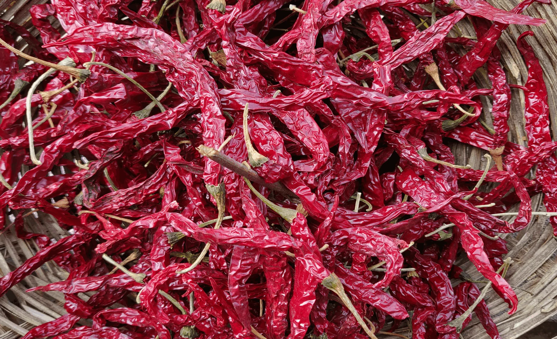 Byadgi Red Chilli
