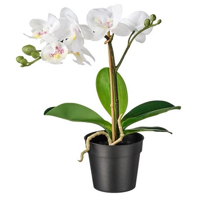 Phalaenopsis Orchid Plant short