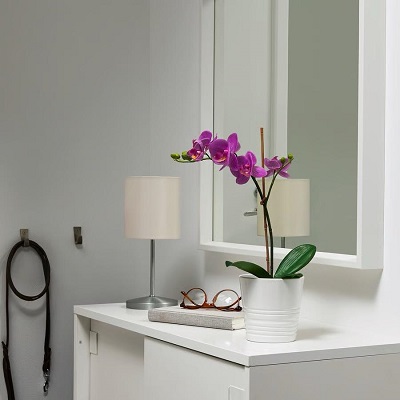  Phalaenopsis Orchid long