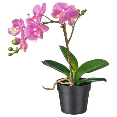 Phalaenopsis Orchid Plant short